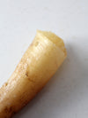 vintage cream bull cow horn