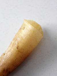 vintage cream bull cow horn