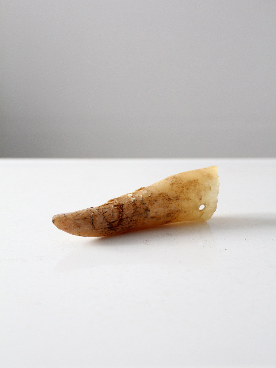 vintage cream bull cow horn