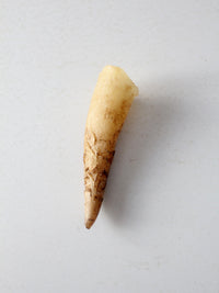 vintage cream bull cow horn