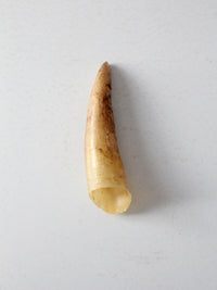 vintage cream bull cow horn