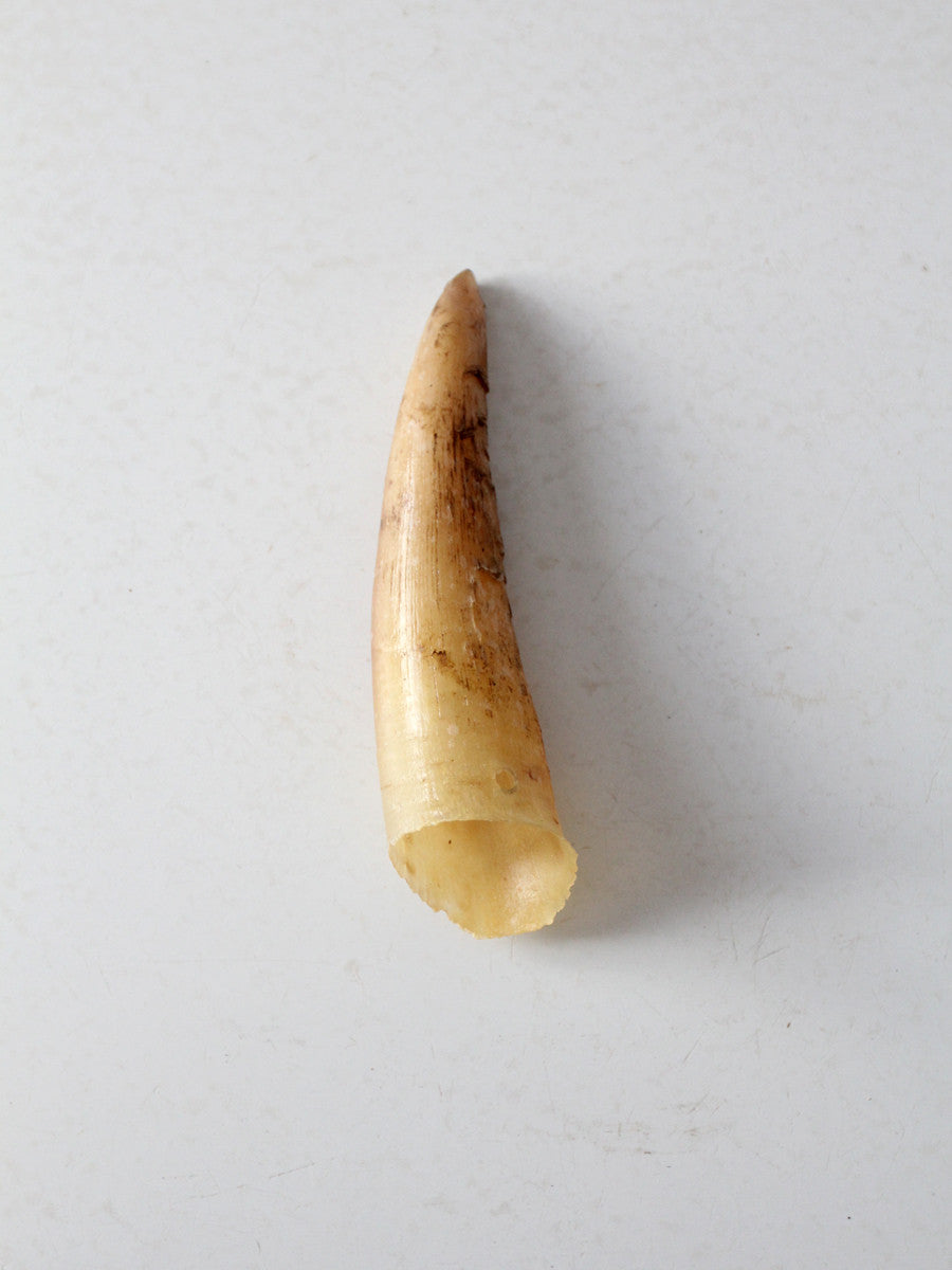 vintage cream bull cow horn