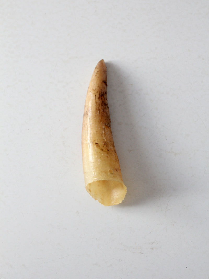 vintage cream bull cow horn