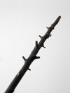 antique Adirondack walking stick