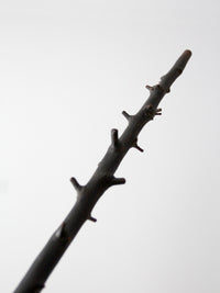 antique Adirondack walking stick