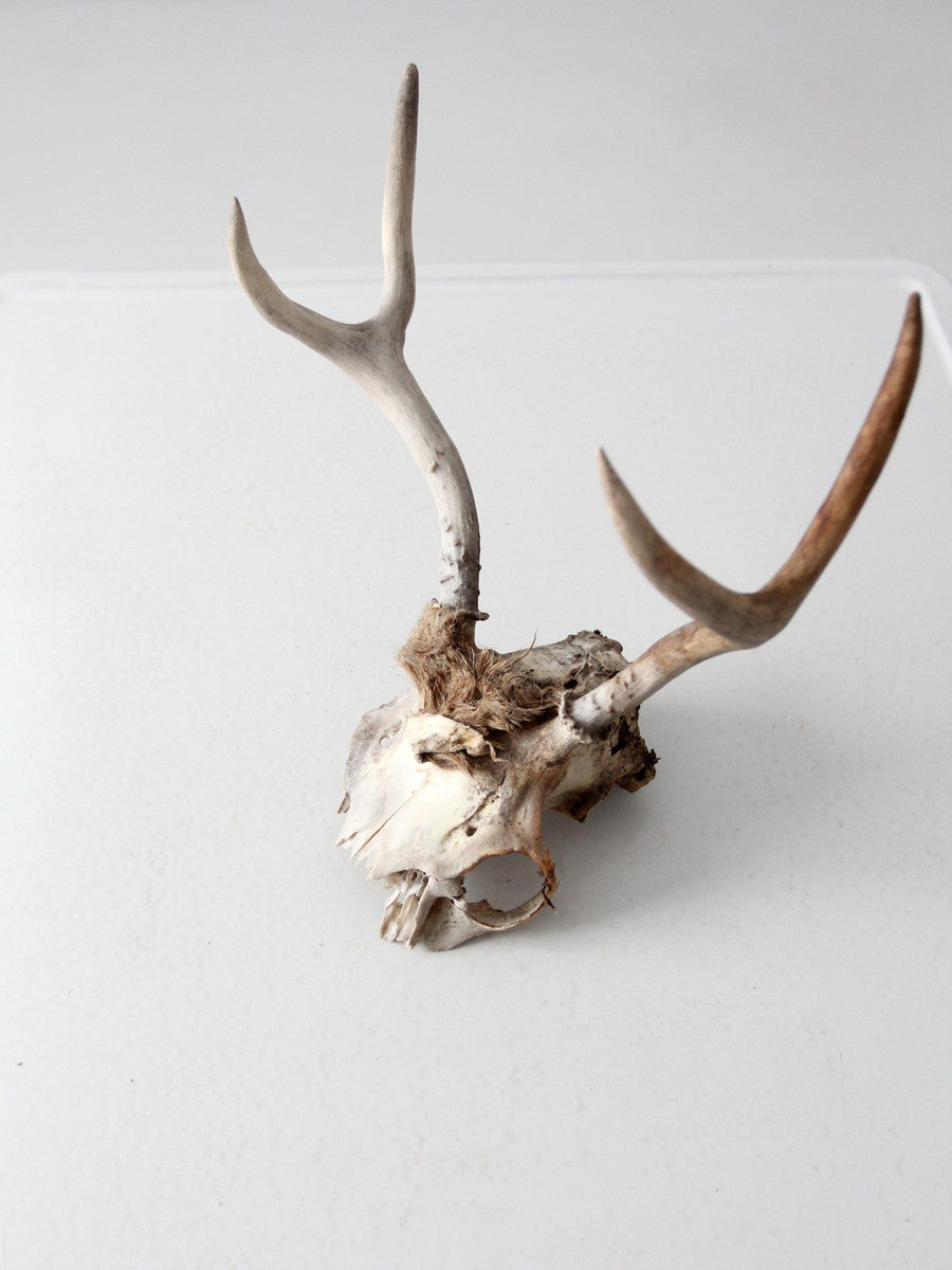 vintage deer skull with antlers