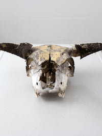 vintage bull skull with artwork