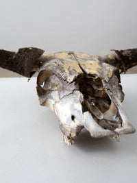 vintage bull skull with artwork