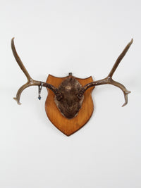mounted deer antlers with skull circa 1954