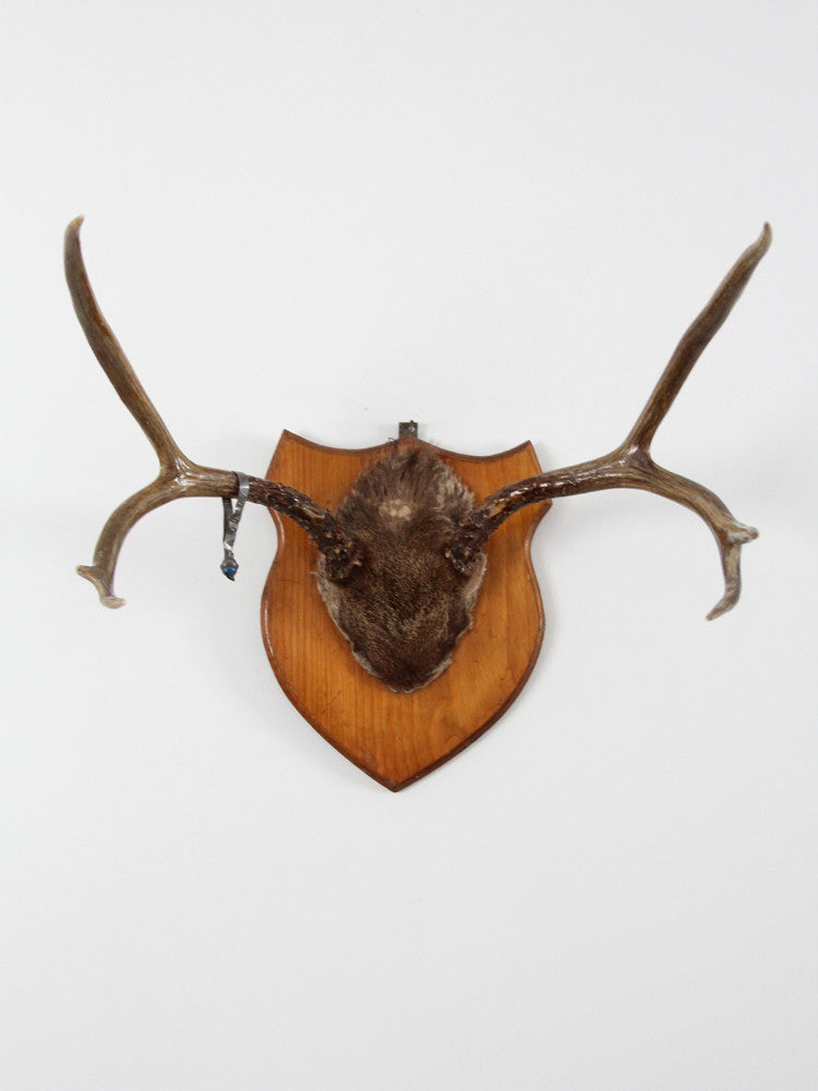 mounted deer antlers with skull circa 1954