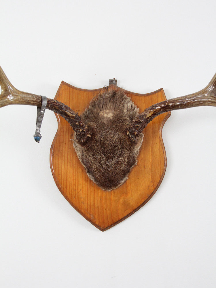 mounted deer antlers with skull circa 1954