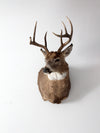 antique deer mount taxidermy