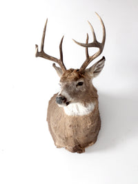 antique deer mount taxidermy