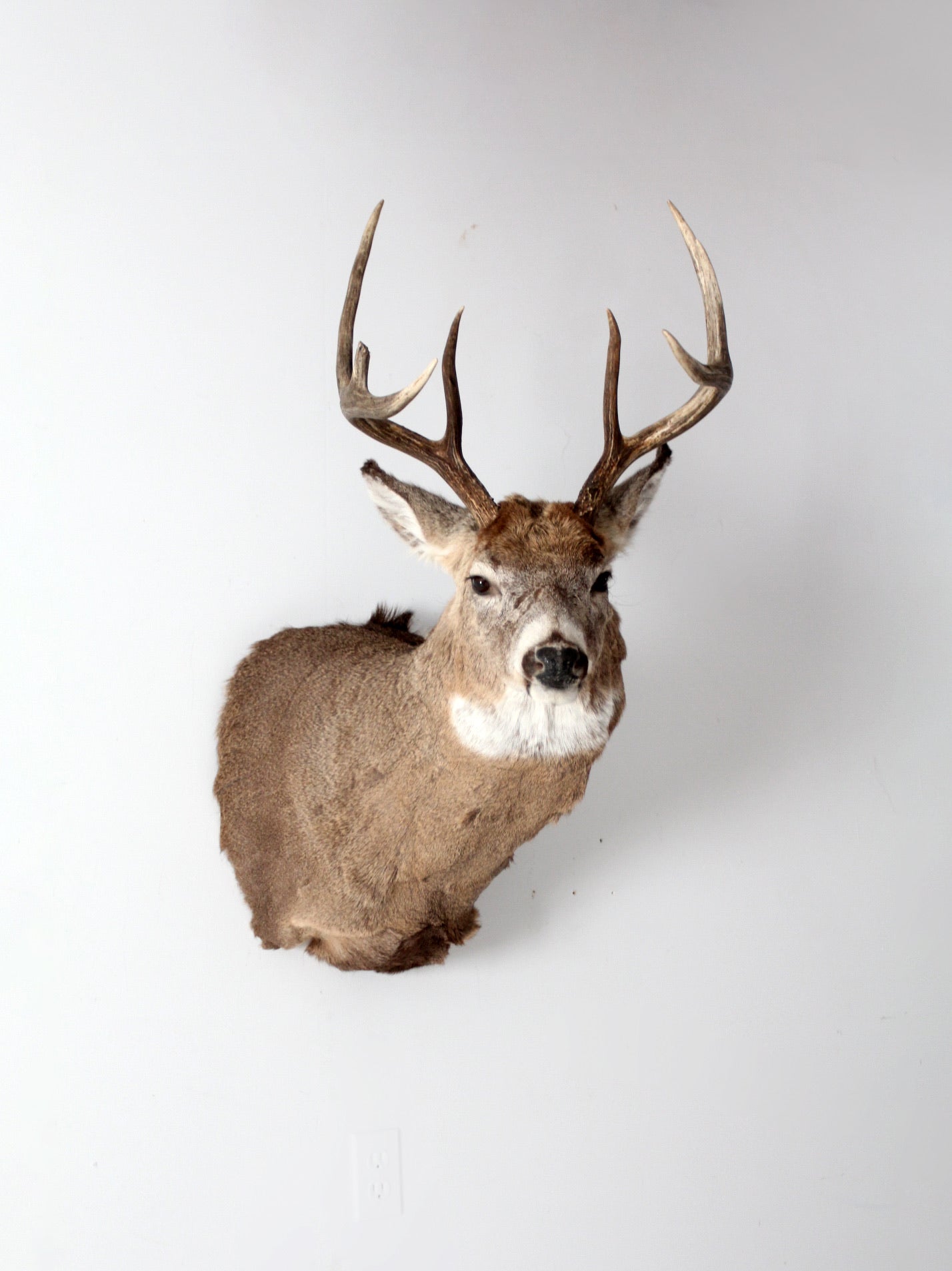 Deer taxidermy cheap
