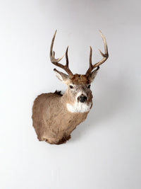 antique deer mount taxidermy