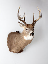 antique deer mount taxidermy