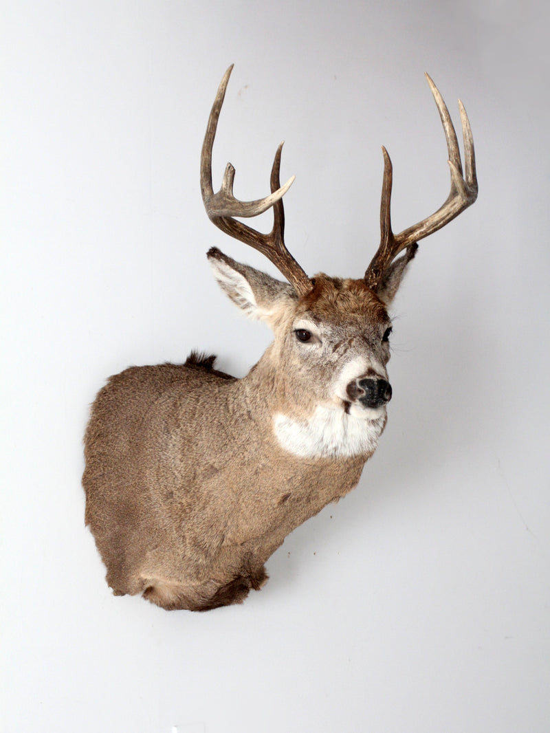 antique deer mount taxidermy