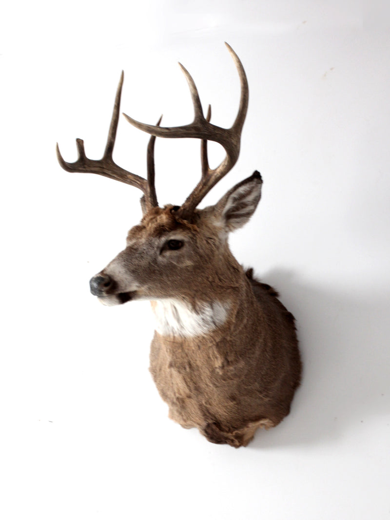 antique deer mount taxidermy