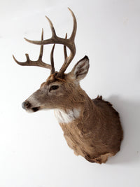 antique deer mount taxidermy