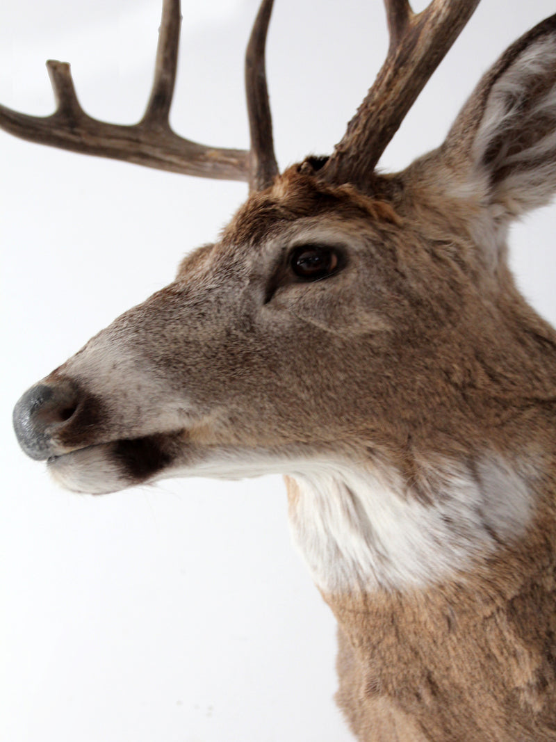 antique deer mount taxidermy