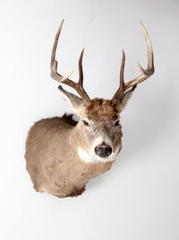 antique deer mount taxidermy