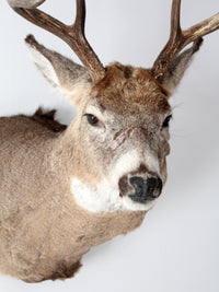 antique deer mount taxidermy