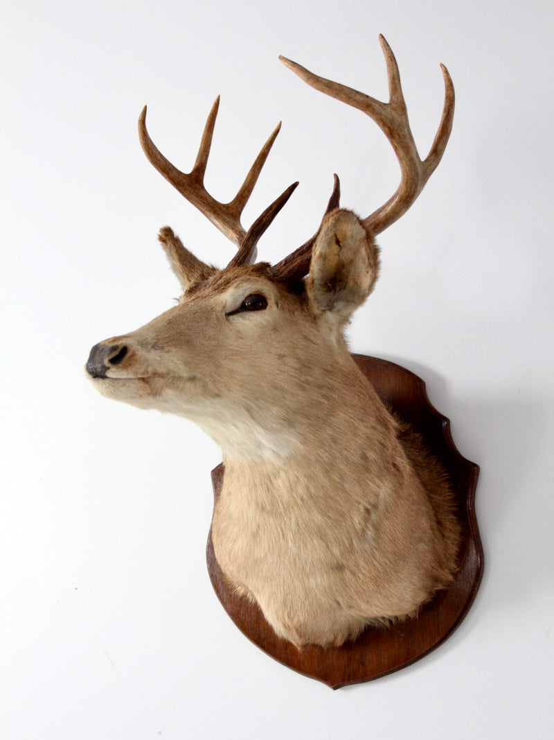 antique deer head mount taxidermy