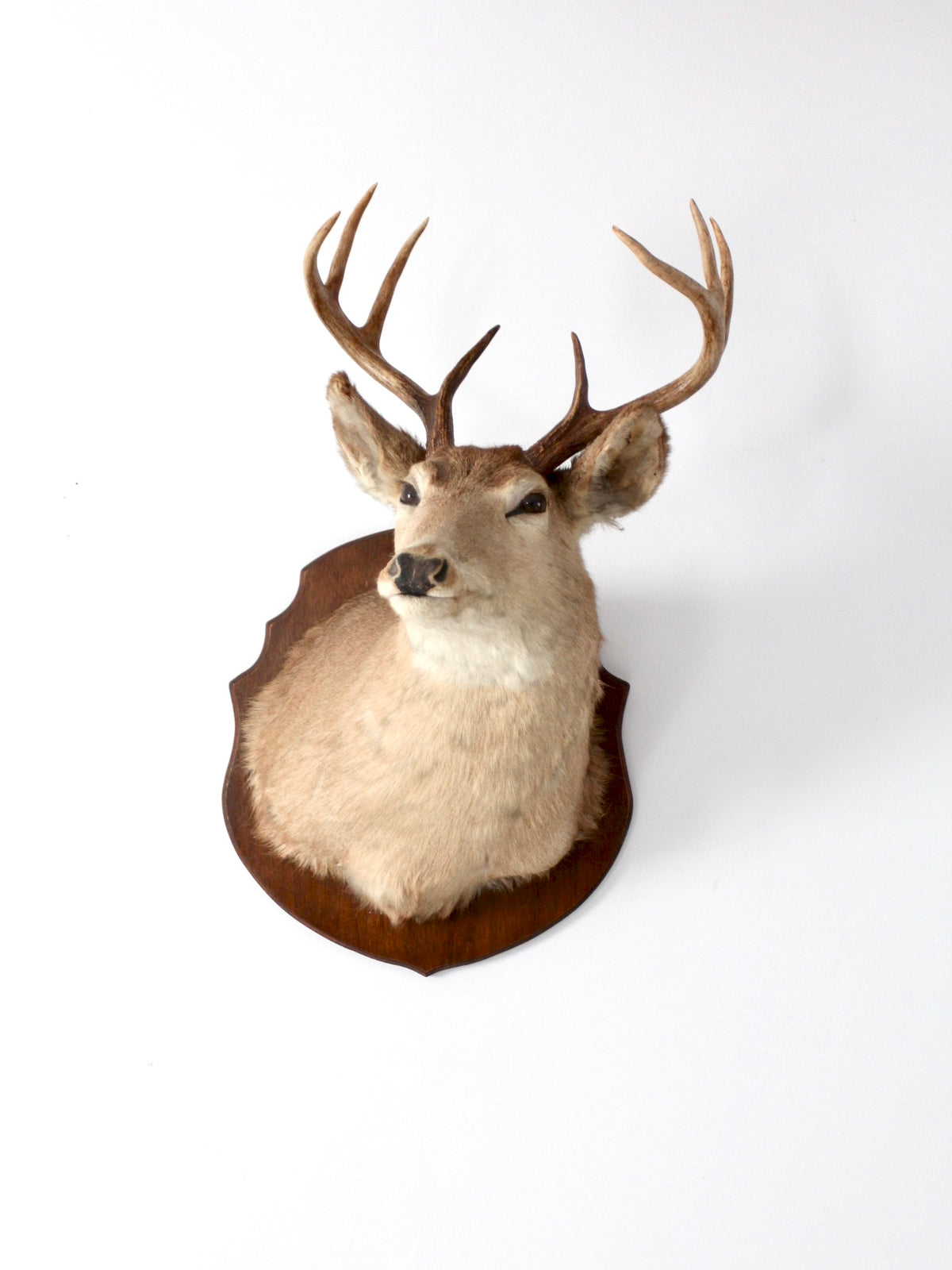 antique deer mount