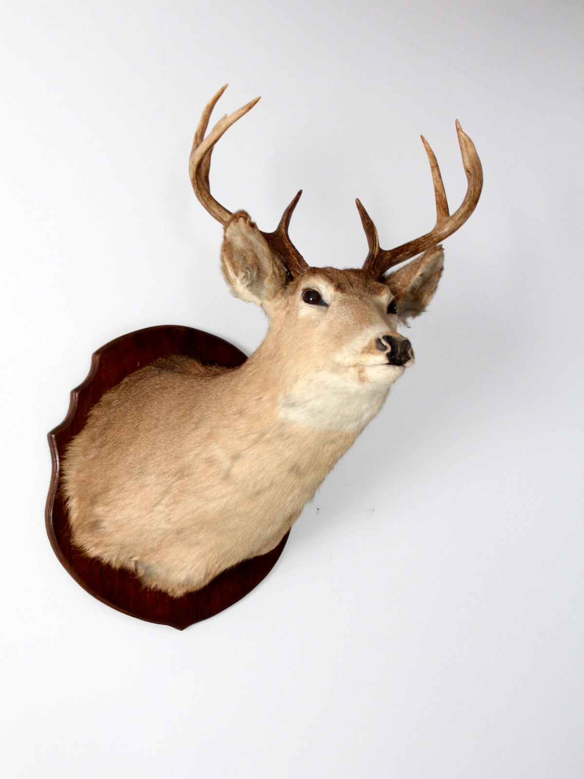 vintage deer mount