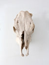 weathered cow skull
