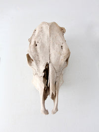 weathered cow skull