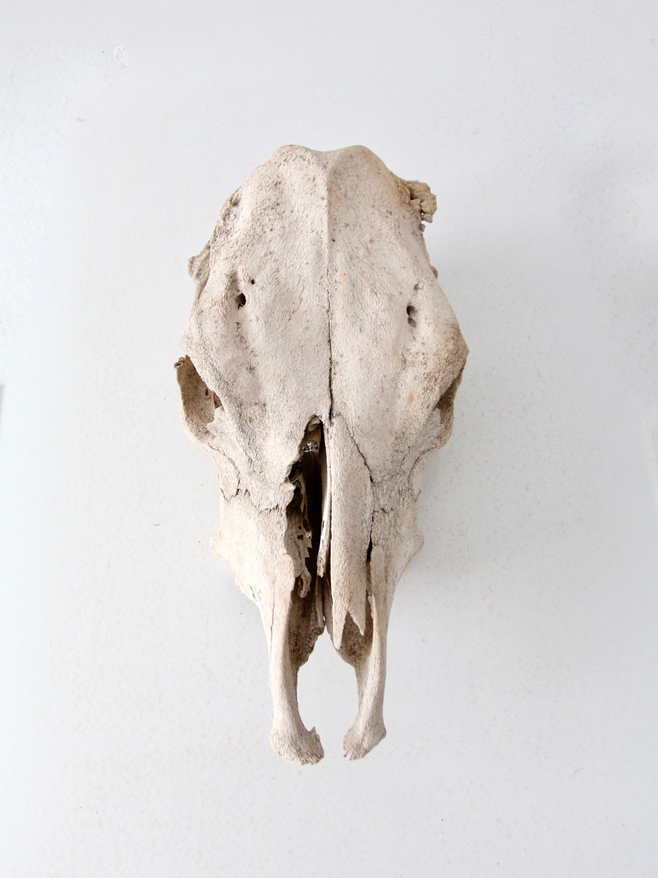 weathered cow skull