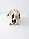 weathered cow skull