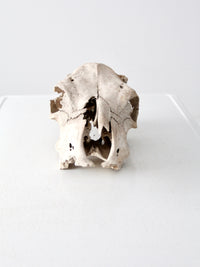 weathered cow skull