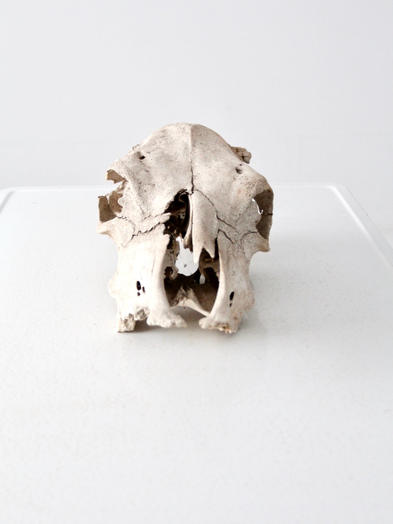 weathered cow skull
