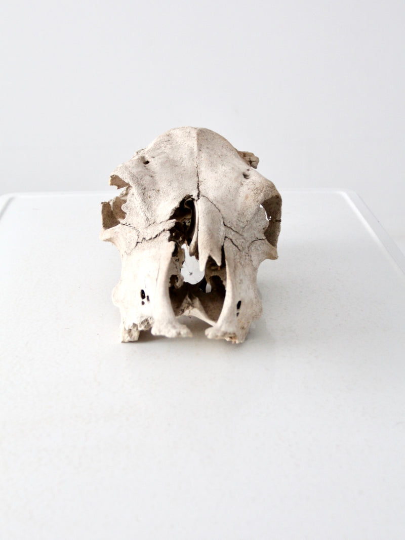 weathered cow skull