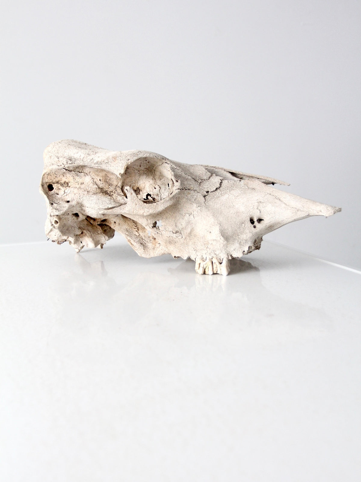 weathered cow skull