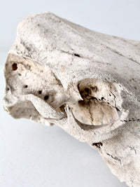 weathered cow skull
