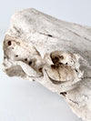 weathered cow skull