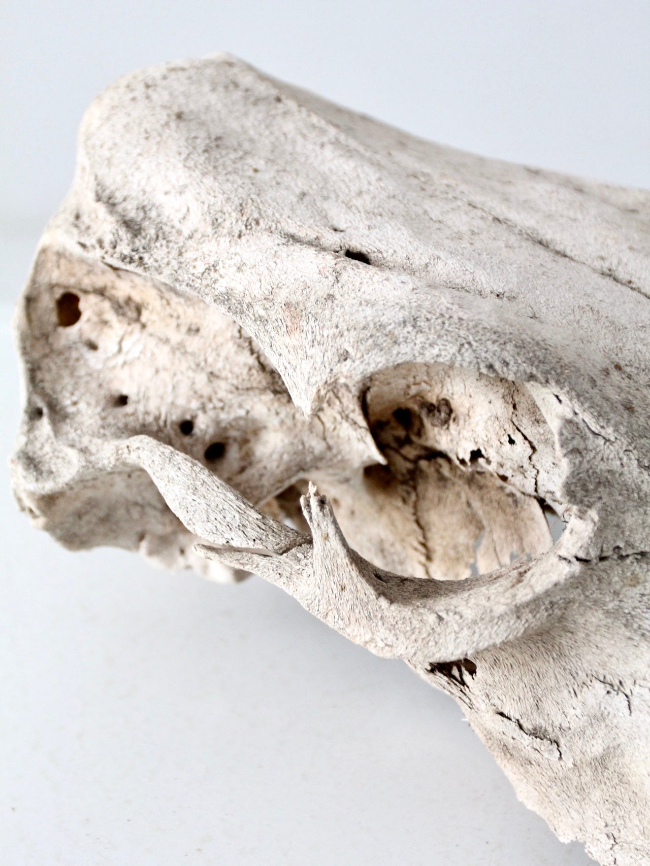 weathered cow skull