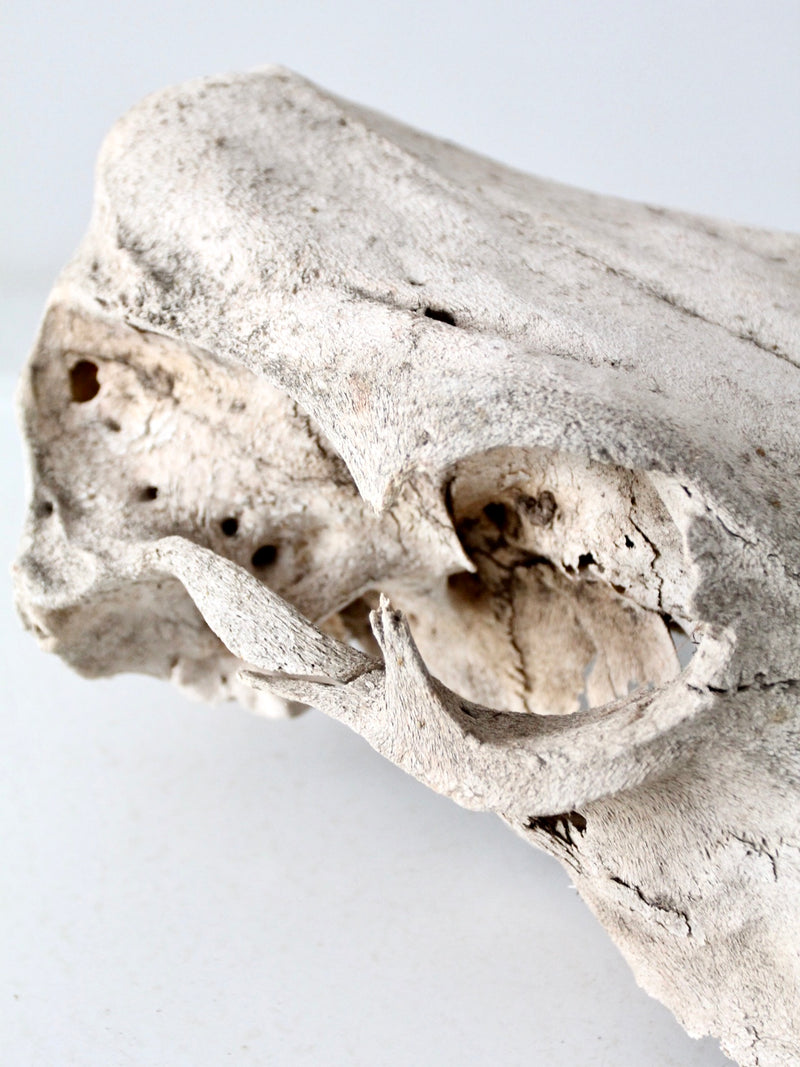 weathered cow skull