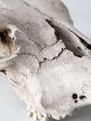 weathered cow skull