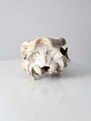weathered cow skull