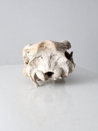 weathered cow skull