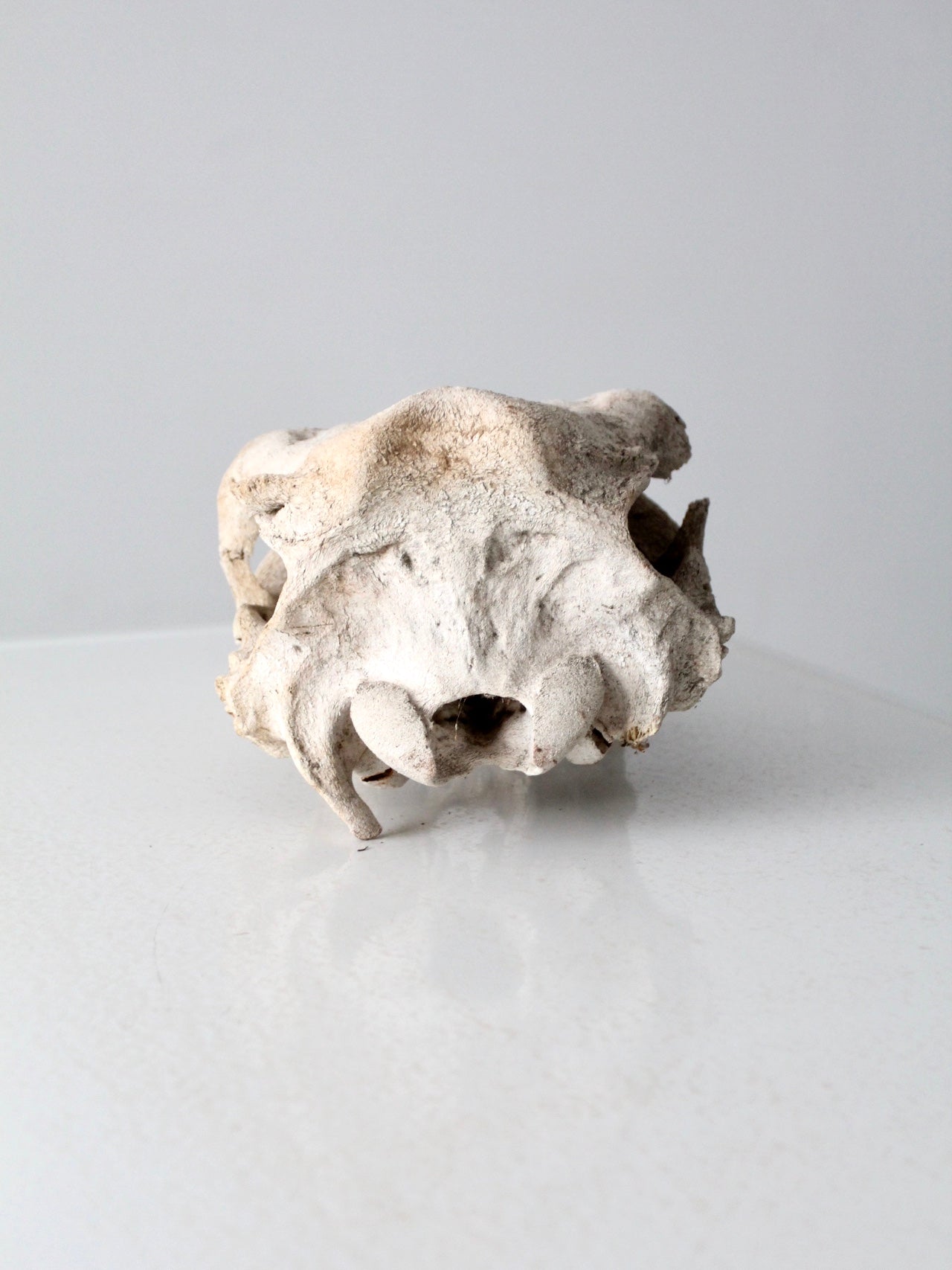 weathered cow skull