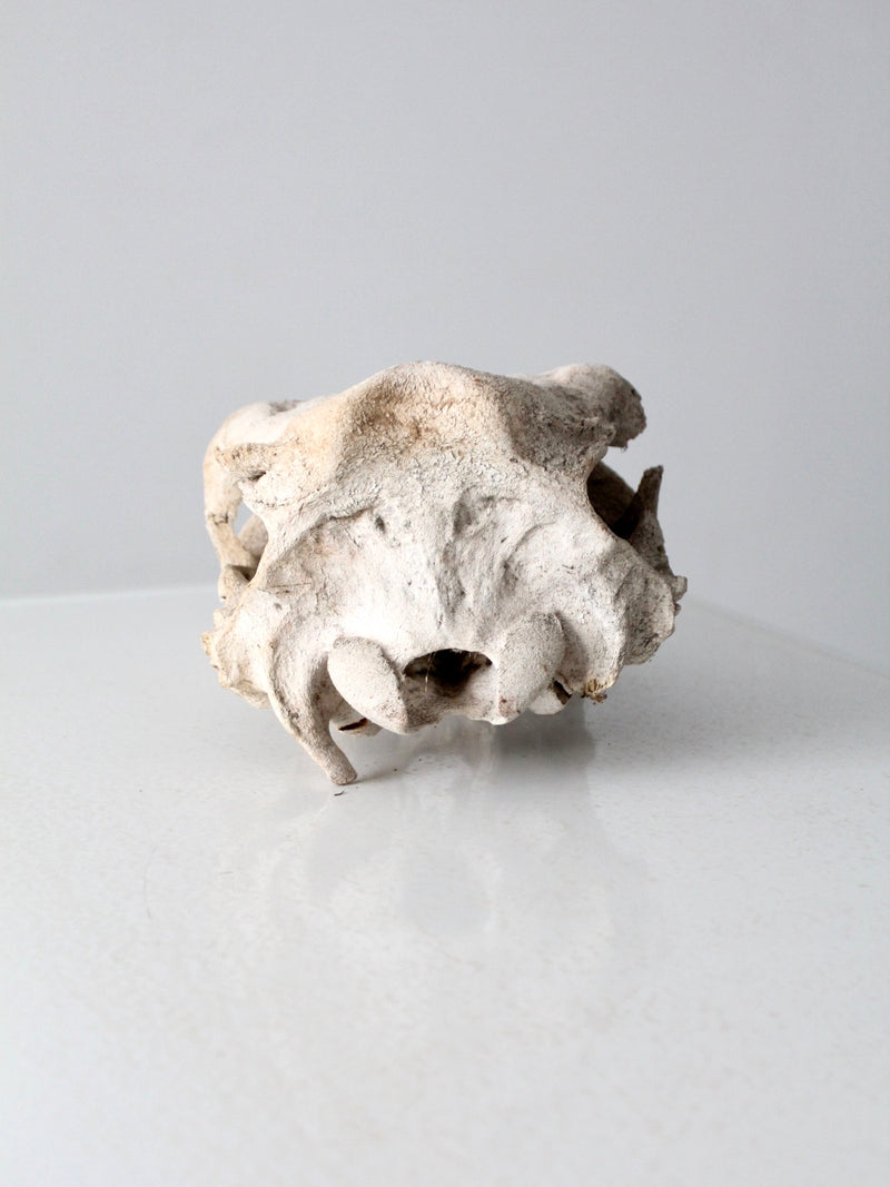 weathered cow skull