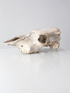 weathered cow skull