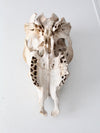 weathered cow skull