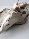 weathered cow skull