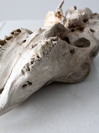 weathered cow skull